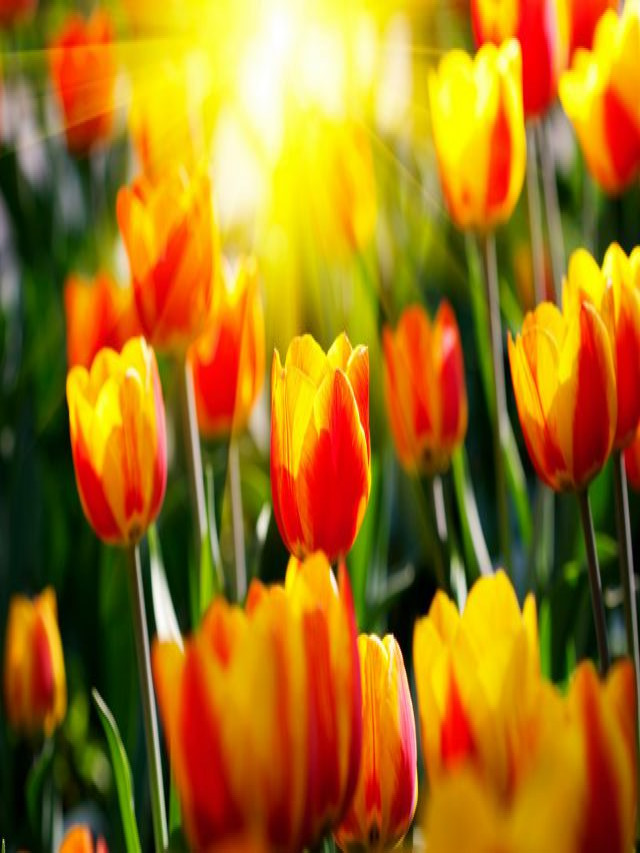 Ngỡ Ngàng Hình Ảnh Hoa Tulip Đẹp Cho Hình Nền Máy Tính, Điện Thoại - Elead