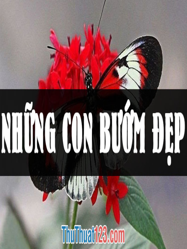 Những hình ảnh con bướm đẹp nhất