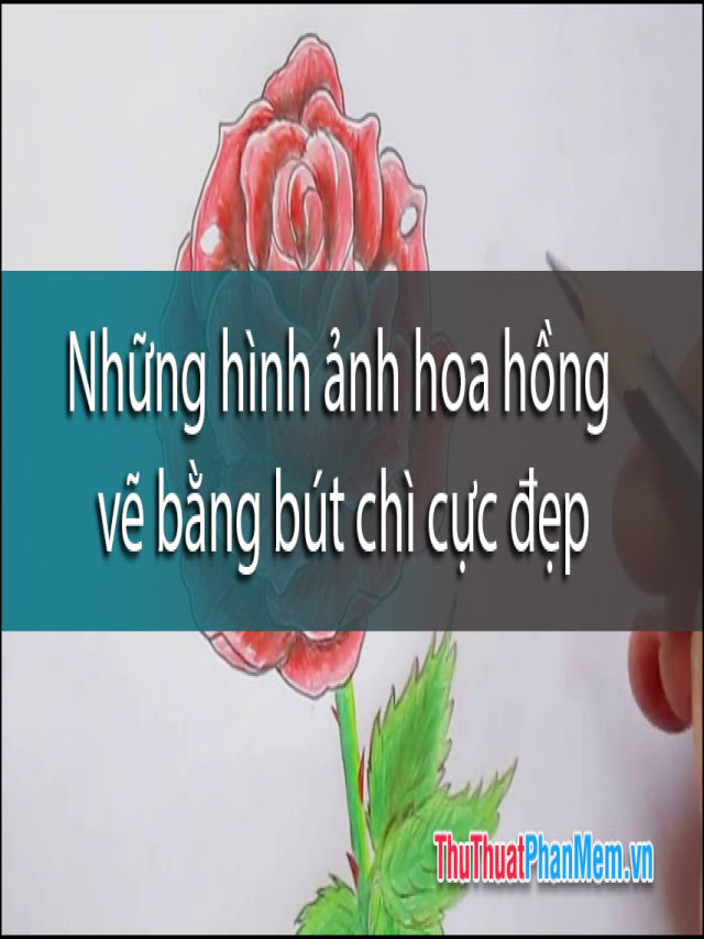 Những hình ảnh hoa hồng vẽ bằng bút chì cực đẹp