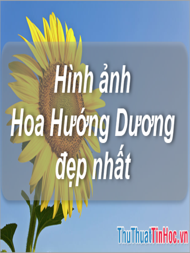 Những hình ảnh hoa Hướng Dương đẹp nhất - Sửa Nhà Sơn Nhà 10 Địa Chỉ Uy Tín Tại Hà Nội