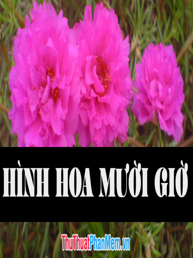 Những hình ảnh hoa mười giờ đẹp nhất | How-Yolo.net - How-yolo.net