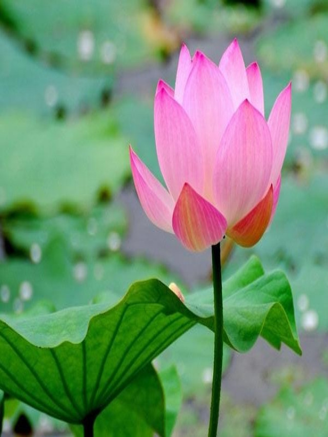 Những hình ảnh hoa sen đẹp và ý nghĩa về loài hoa sen | Sachiomega369.com - hoatuoi