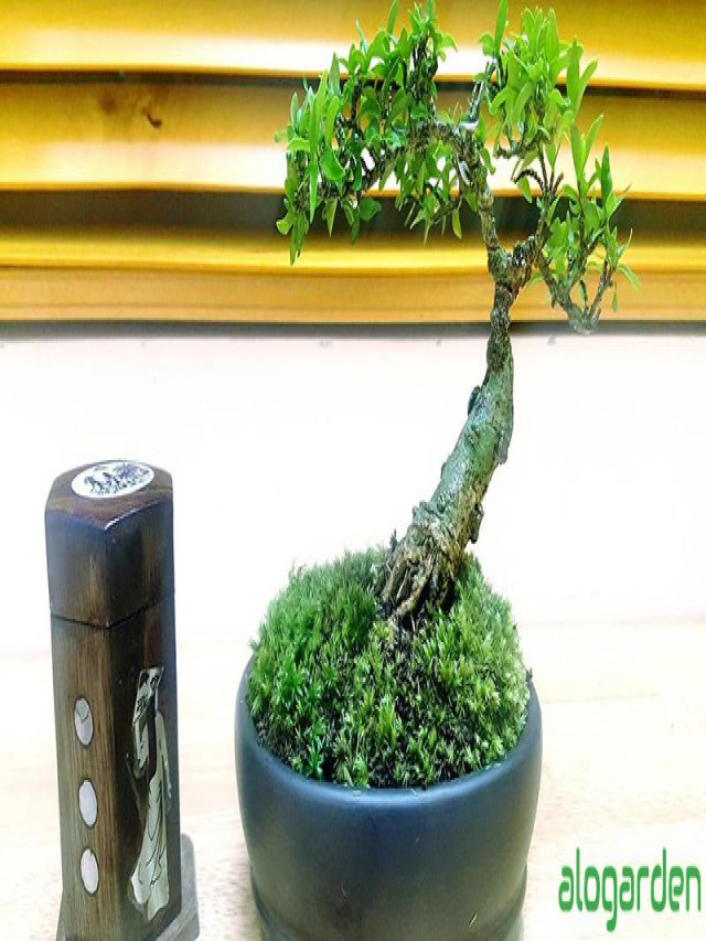 Những loại cây Bonsai mini đẹp nhất thường được các chuyên gia tạo dáng