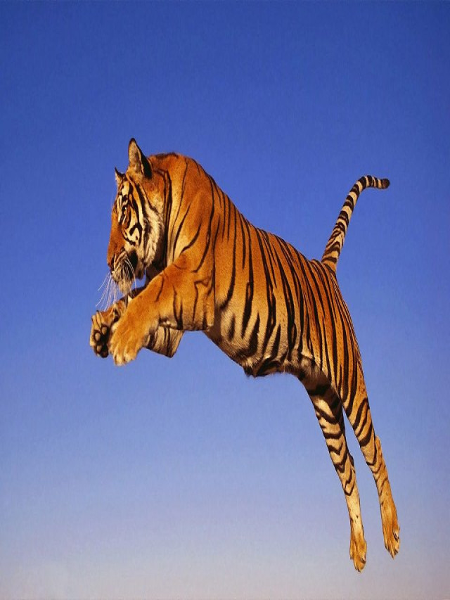 TẢI 101+ hình ảnh con hổ dữ tợn, dũng mãnh nhất làm hình nền