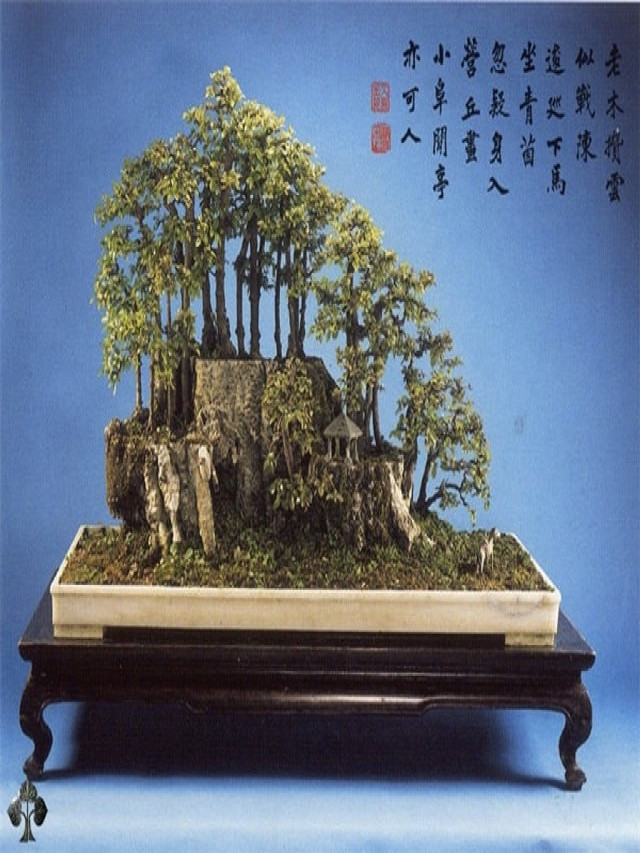 Top 10 cây bonsai đẹp nhất thế giới để bạn chiêm ngưỡng - Dự Án Chung Cư Tecco Home An Phú