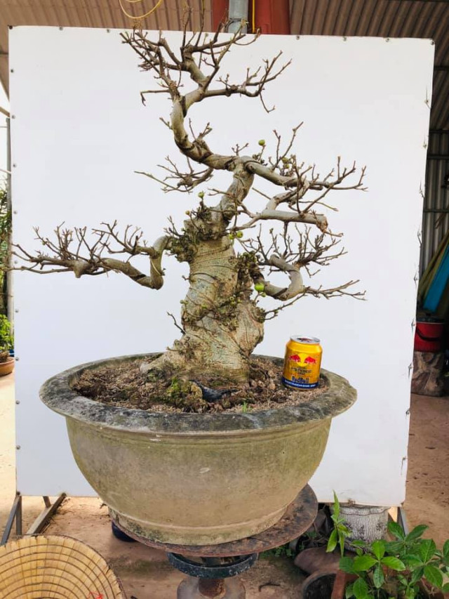 Top 10 cây sung bonsai dáng đẹp nhất: Dáng huyền, thác đổ, trực,... - Hoa Cảnh Quang Vỹ