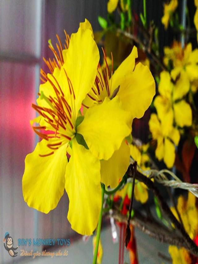 Top 1000+ hình ảnh hoa mai vàng đẹp nhất, rực rỡ nhất