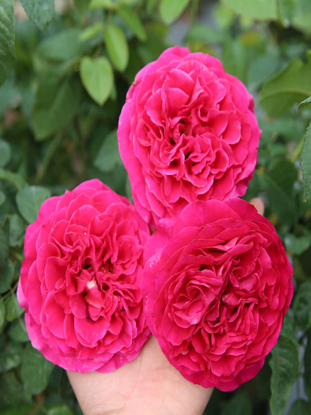 Top 13 loại hoa hồng ngoại Siêu đẹp, sai hoa dễ trồng nhất việt nam -