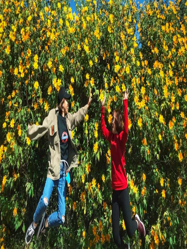 Top 15 loài hoa Đà Lạt đẹp nhất và địa điểm ngắm hoa 2020