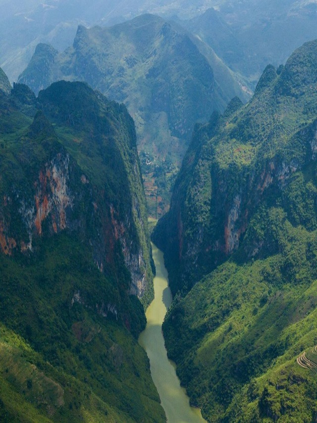 Top 20+ Cây Sung Đẹp Nhất Đông Nam Á - Tanbourit