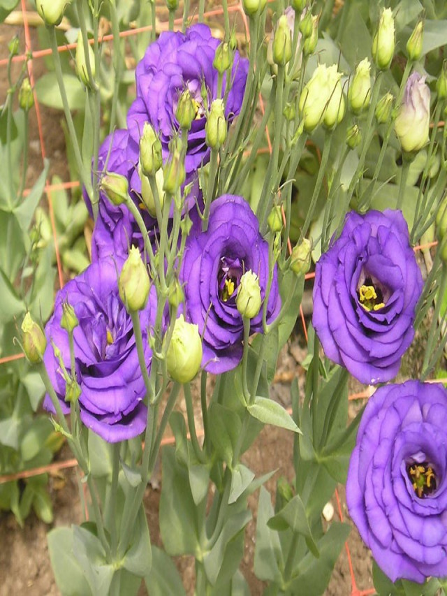 Top 20+ hình ảnh Hoa Cát Tường – Loài hoa may mắn và hạnh phúc