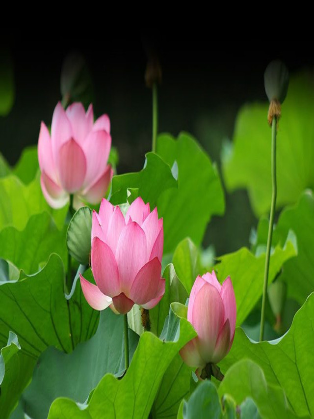 TOP 20 quốc hoa đẹp nhất thế giới và ý nghĩa của chúng - Visadep.vn