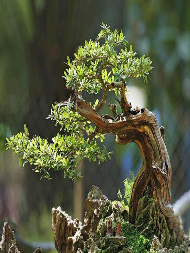 Top 4 loại cây bonsai đẹp được ưa chuộng nhất tại Việt Nam - Gốm sân vườn