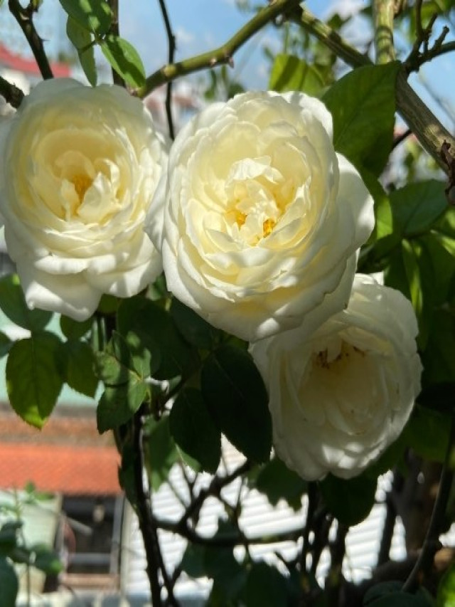 Top 50 loại hoa hồng đẹp nhất, dễ trồng tại nhà | Sfarm.vn - Máy Ép Cám Nổi | Dây Chuyền Sản Xuất Thức Ăn Thủy Sản Tối Ưu