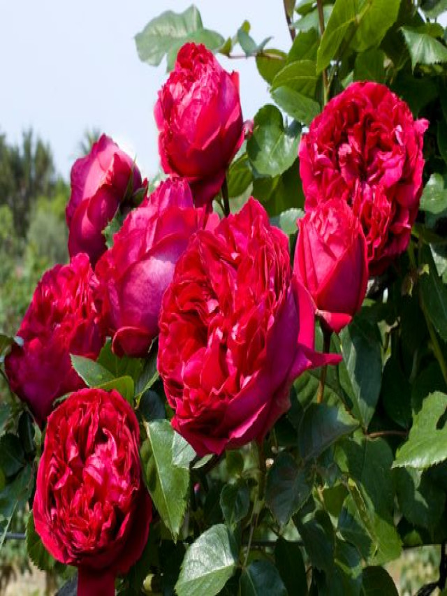 Top 8 loại hoa hồng đỏ được yêu thích nhất - Gốm sân vườn