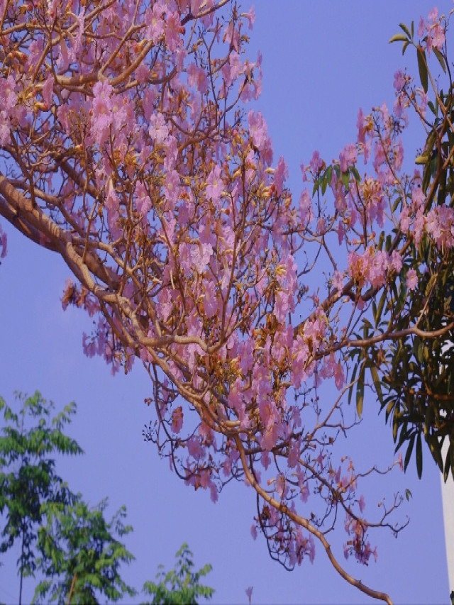 Xuất hiện cây phong linh hồng 'cô đơn' nở rộ như anh đào Nhật Bản ở Hà Nội