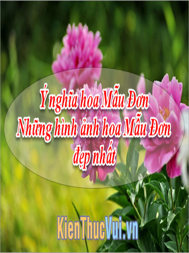 Ý nghĩa hoa Mẫu Đơn - Những hình ảnh hoa Mẫu Đơn đẹp nhất