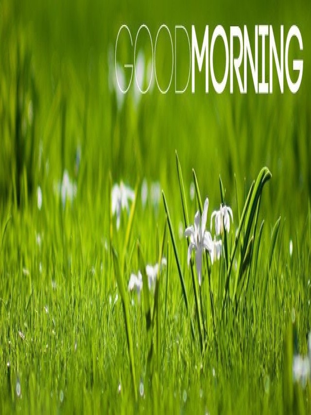 125 Hình ảnh Chào Ngày Mới Good Morning đẹp và ý nghĩa - How-yolo.net