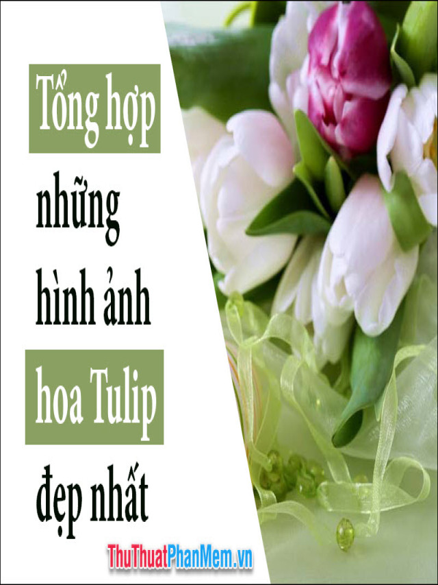 50+ Hình ảnh hoa Tulip - Tổng hợp những hình ảnh hoa Tulip đẹp nhất
