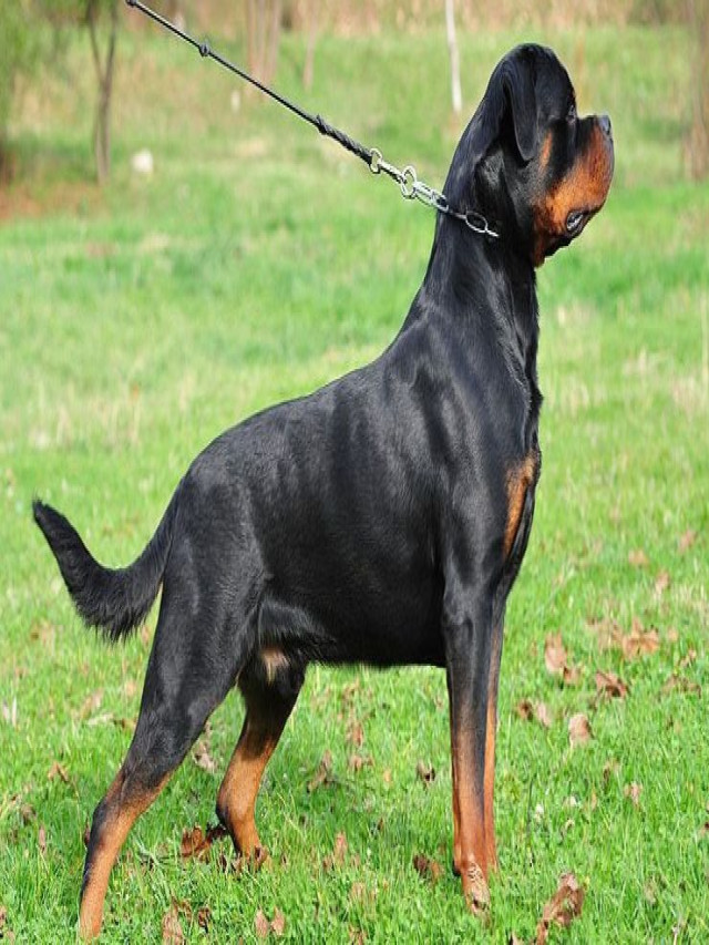 Bán chó Rottweiler