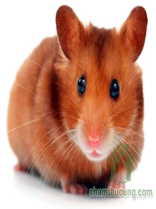 Các loại hamster được nuôi phổ biến ở Việt Nam | Chuột | Yêu Thú Cưng