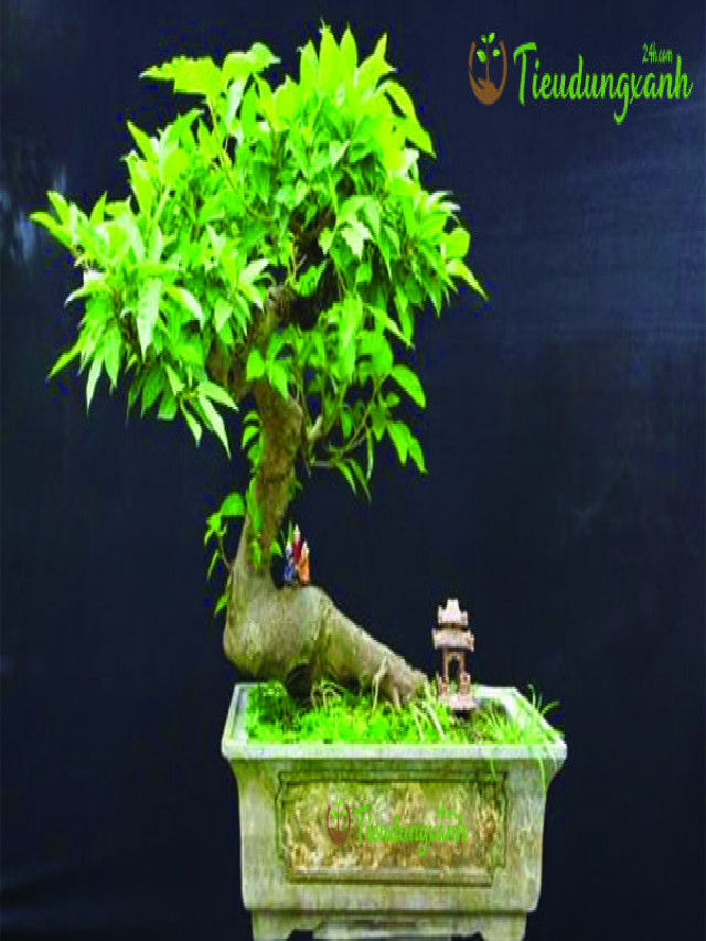 Cây sung cảnh mini - Cách chăm sóc bonsai đẹp mắt