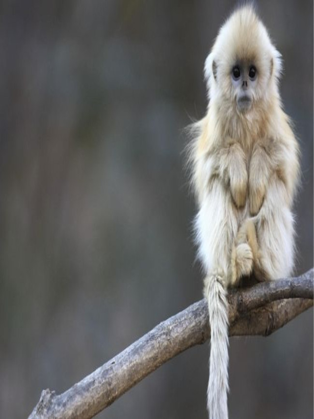 Chia sẻ 101+ hình ảnh con khỉ đẹp nhất thế giới #3D chất lượng cao