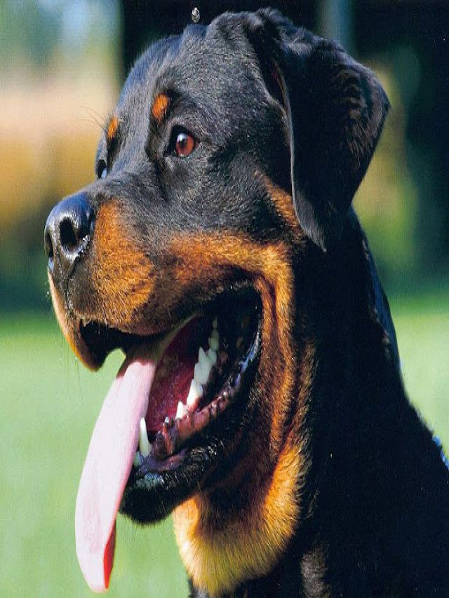 Chó Rottweiler thuần chủng | Chó Rottweiler đẹp nhất