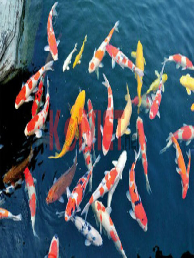 Điểm danh những loài cá cảnh đẹp nhất Việt Nam