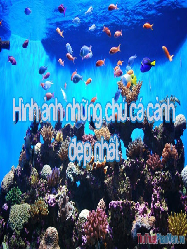 Hình ảnh những chú cá cảnh đẹp nhất