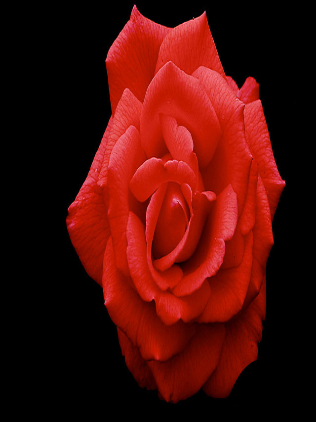 Tải 120 hình nền hoa hồng đẹp nhất thế giới full HD cực nét