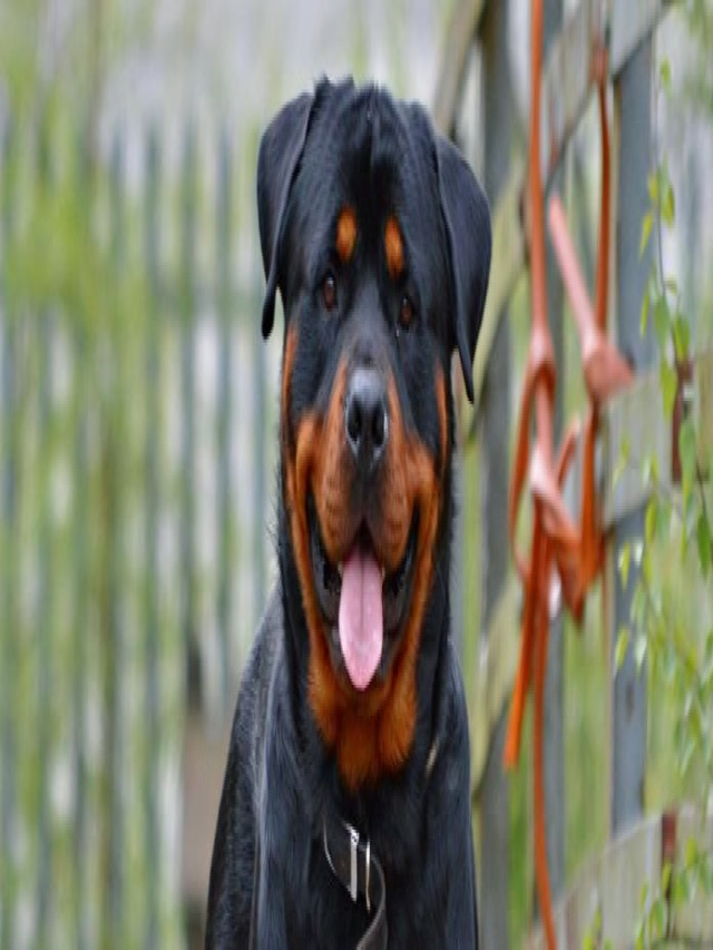 Tiêu chuẩn của chó Rottweiler đẹp | Yêu Thú Cưng