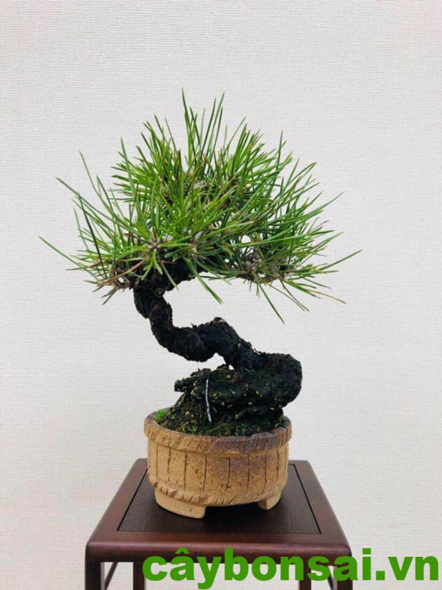 Tổng hợp 40+ mẫu cây bonsai mini phổ biến đẹp nhất - CIC32