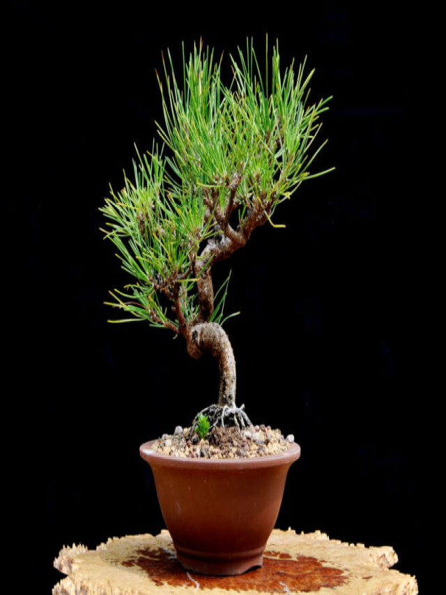 Top 15 bonsai đẹp nhất việt nam mới nhất năm 2022