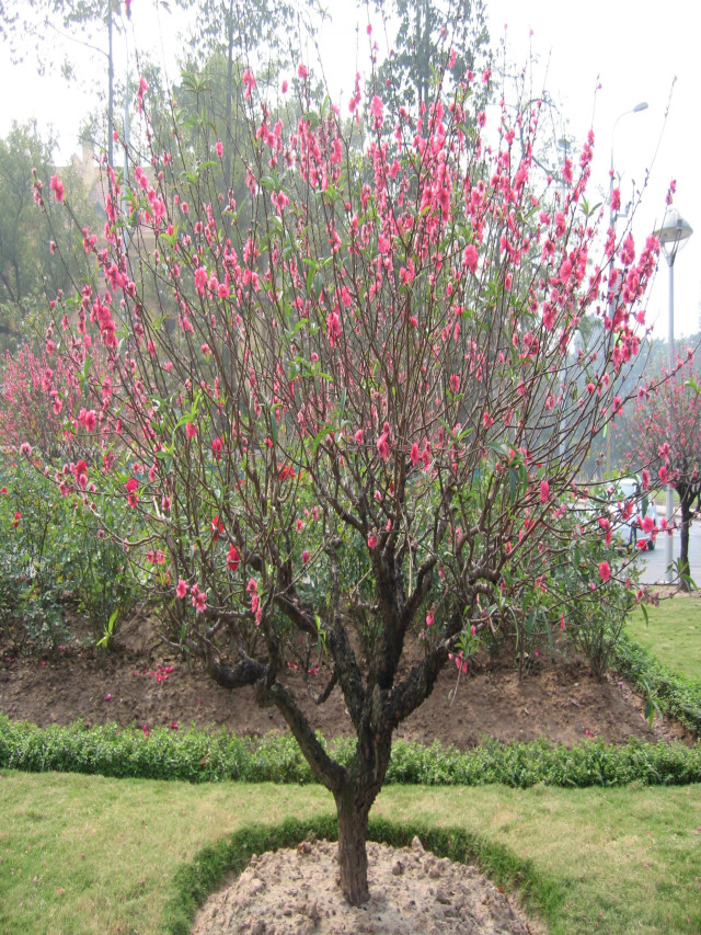 Top 60 hình ảnh cây hoa đào tết đẹp nhất Vịnh... - Cẩm Nang Tiếng Anh