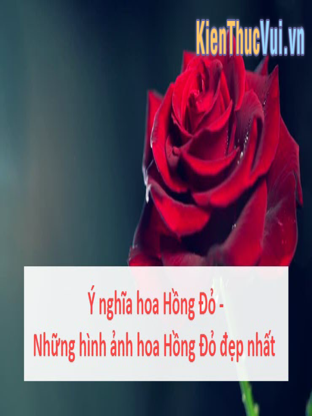 Ý nghĩa hoa Hồng Đỏ - Những hình ảnh hoa Hồng Đỏ đẹp nhất